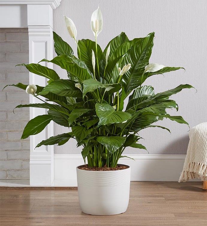 Remembrance Peace Lily Floor Plant